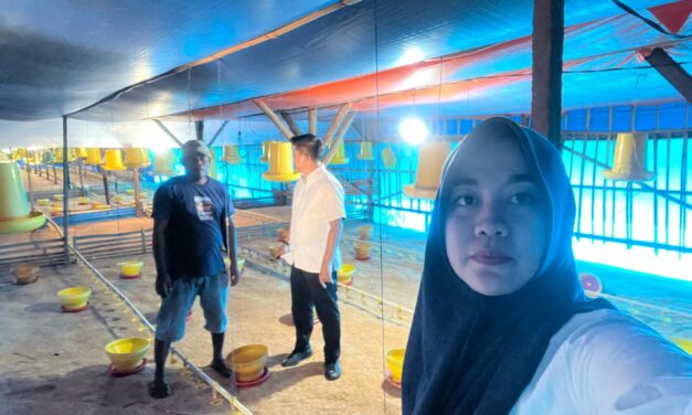 Dari Pinjaman Rp50 Juta, Peternakan Ayam Bukori Kini Berkapasitas 14.000 Ekor, BRI Unit Mandah Dorong Usaha Terus Berkembang
